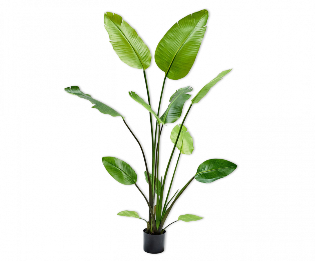 Strelitzia zijdenplant ( bananenplant ) 150 cm Silk-ka - IDuMM Shop