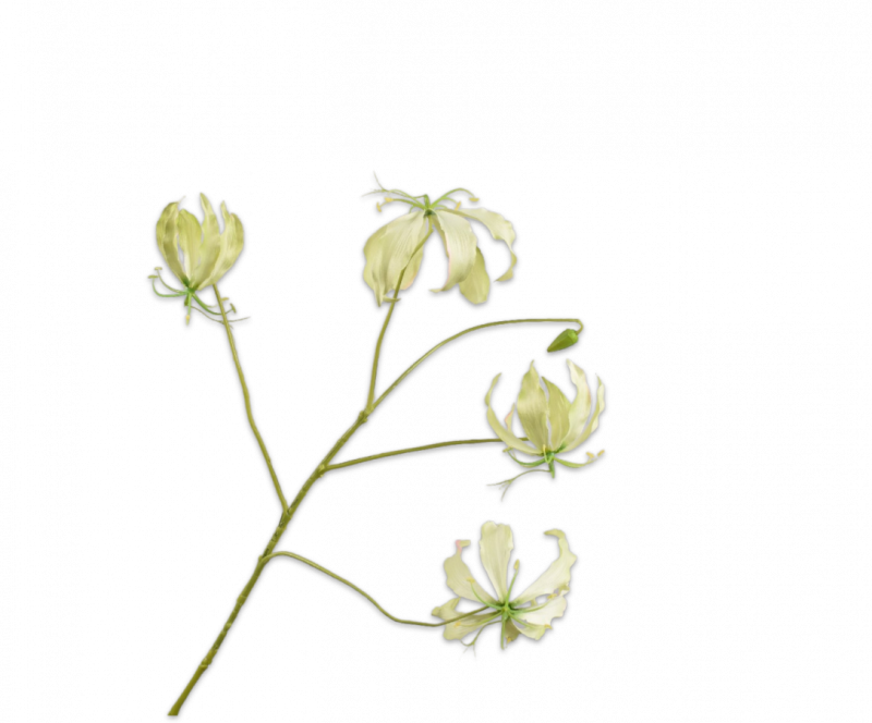 gloriosa groen