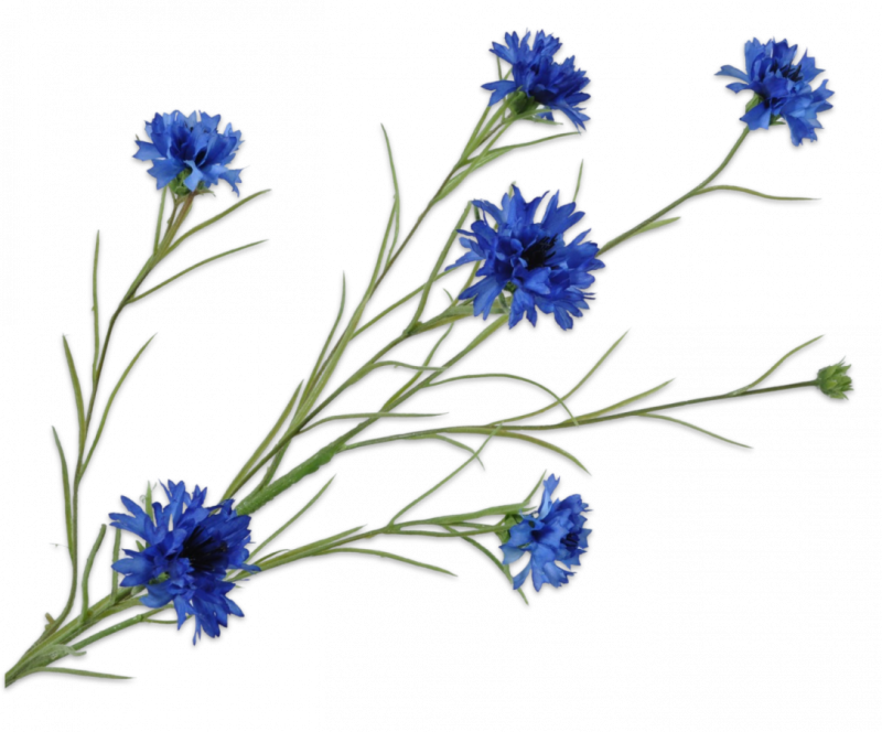 koren bloem blauw