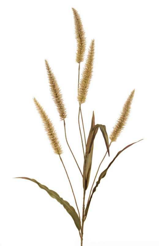 pampas gras