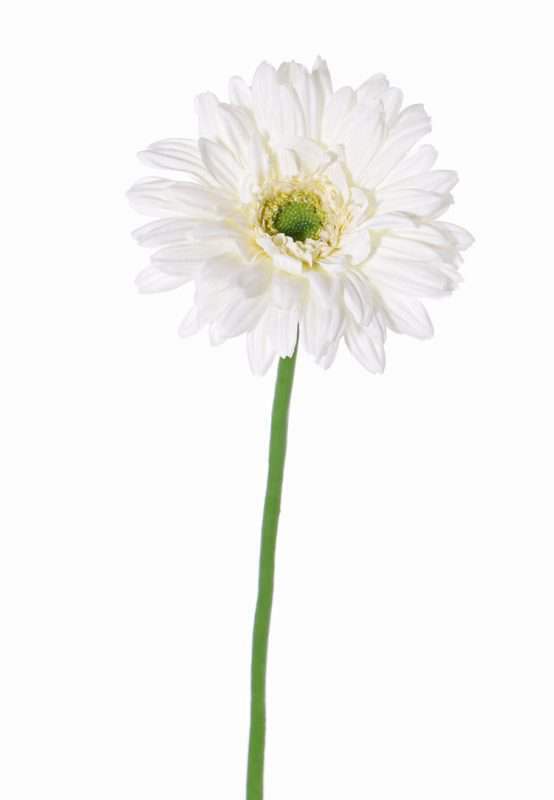 zijden gerbera