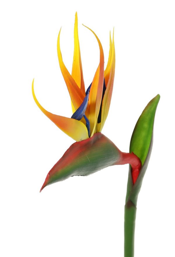 De Bloem Van De Paradijsvogel (Strelitzia) Stock Afbeelding - Image of