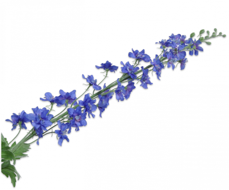 kunst delphinium