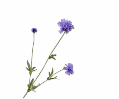 korenbloem silkka