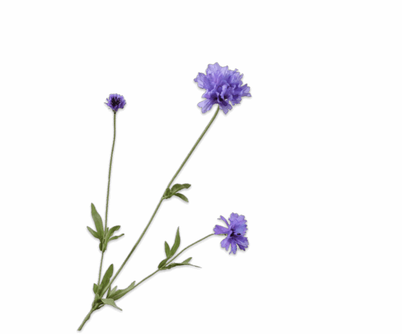 korenbloem silkka