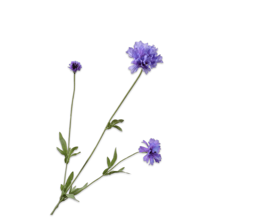 korenbloem silkka