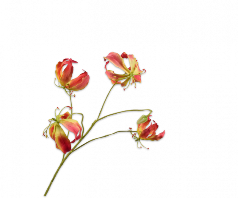 silkka gloriosa