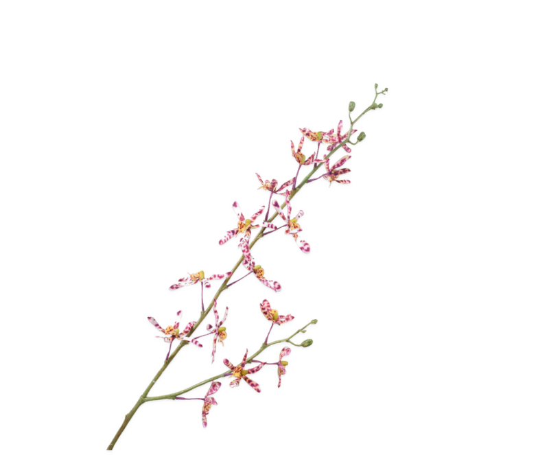 orchidee tak silk-ka