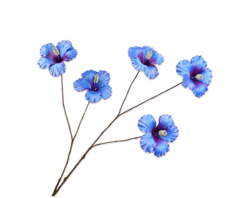 hibiscus blauw