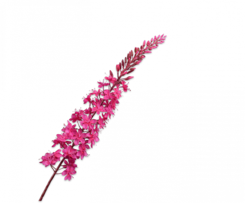 roze eremurus