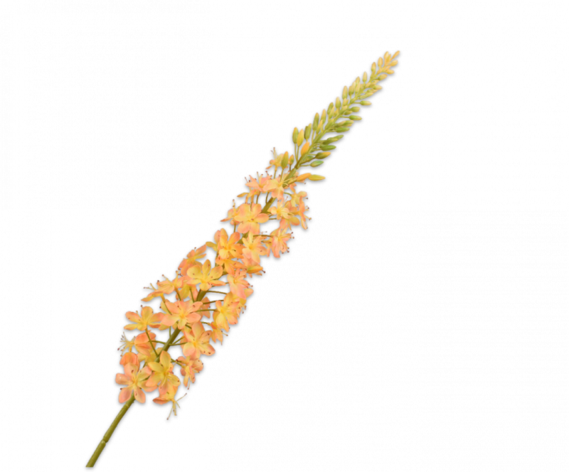 gele eremurus