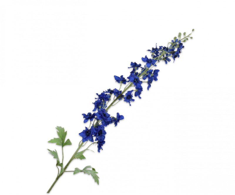 delphinium blauw