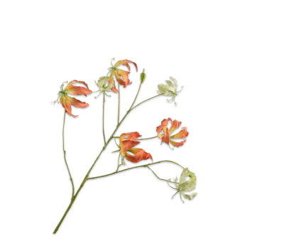 Gloriosa oranje 110 cm Silk-ka