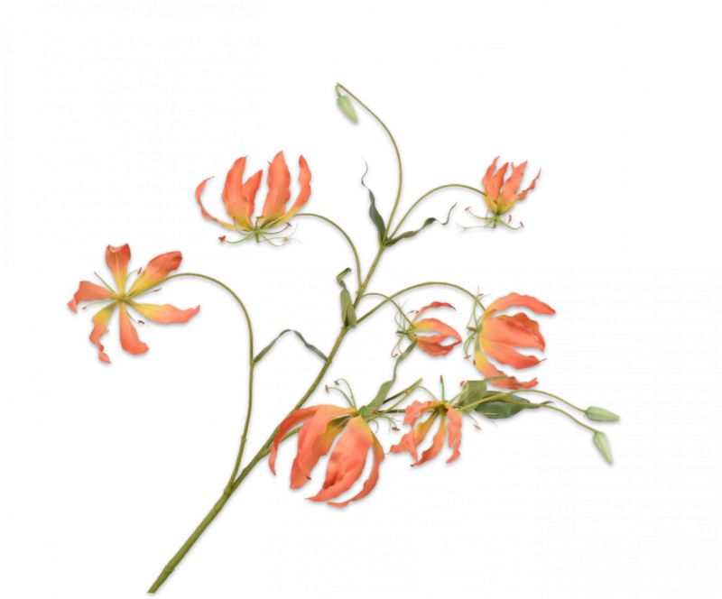 gloriosa oranje