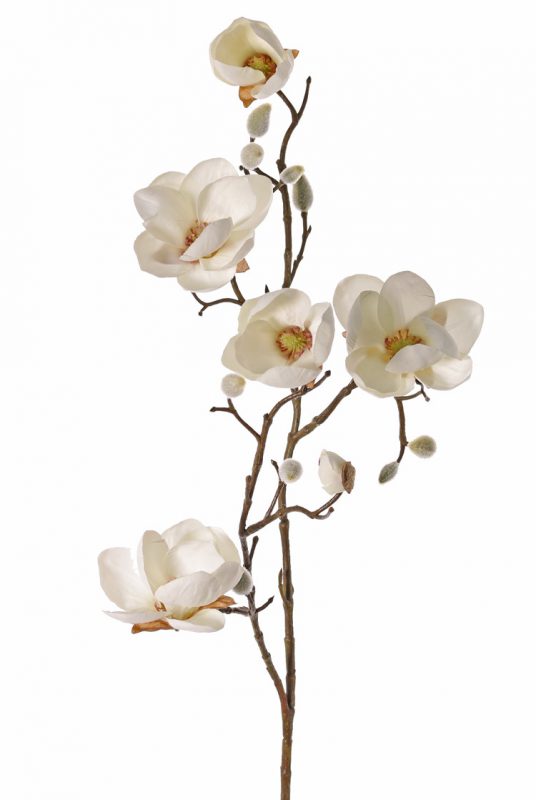 Kunst magnolia