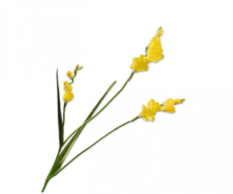 Freesia geel