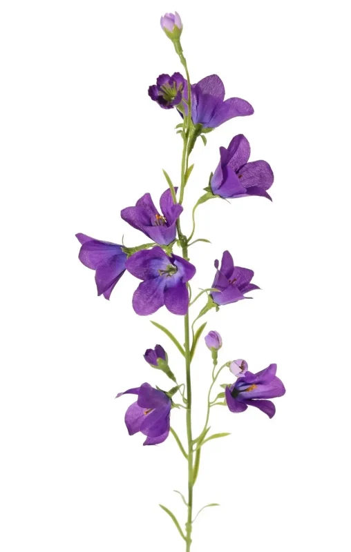campanula klokjesbloem