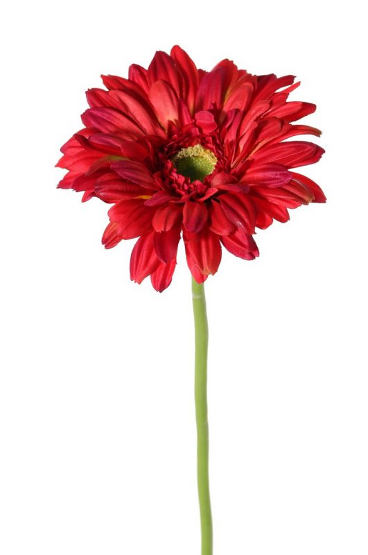 kunst gerbera