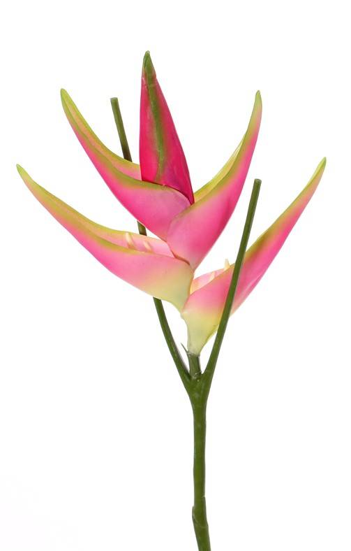 Heliconia roze