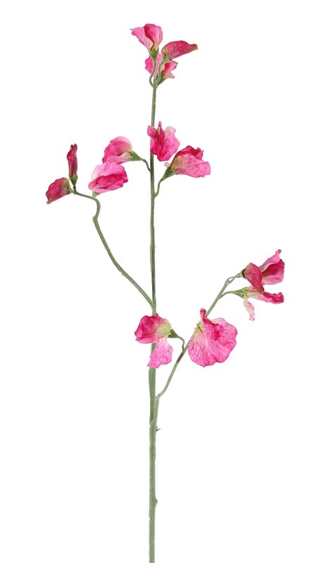 lathyrus roze