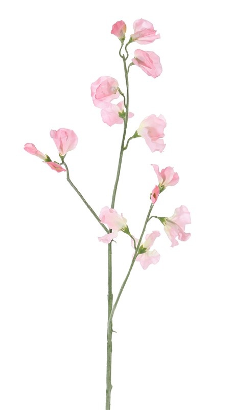 lathyrus roze