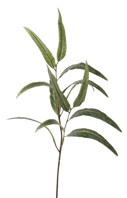 eucalyptus groen