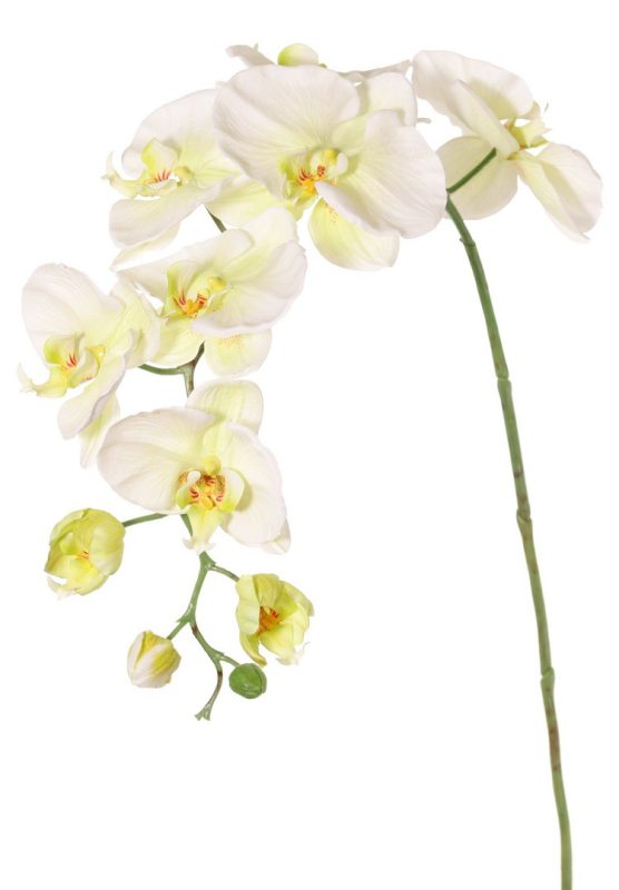 kunst orchidee