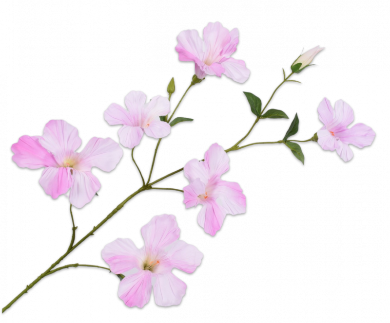 mandevilla roze