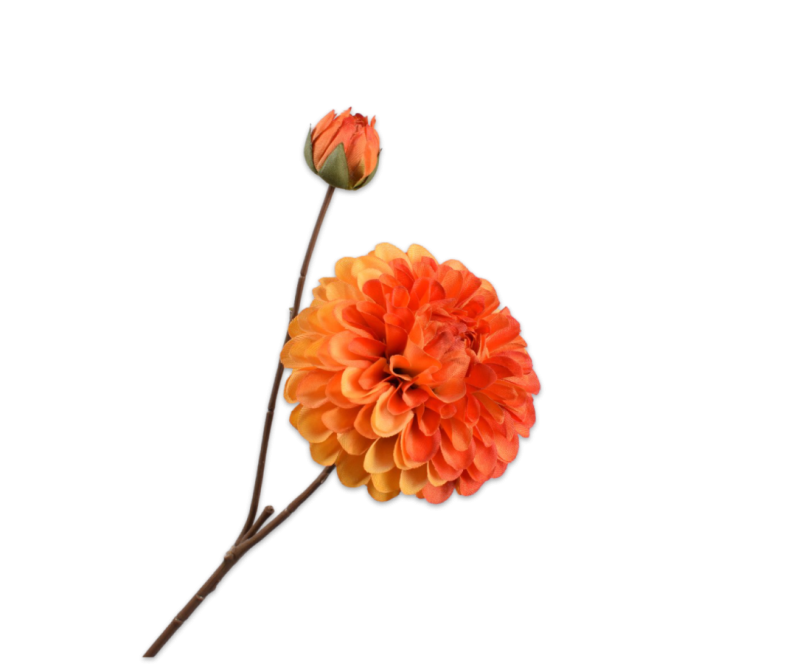 Dahlia oranje tak