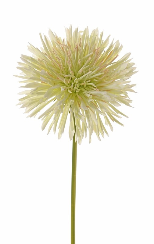 zijde chrysant