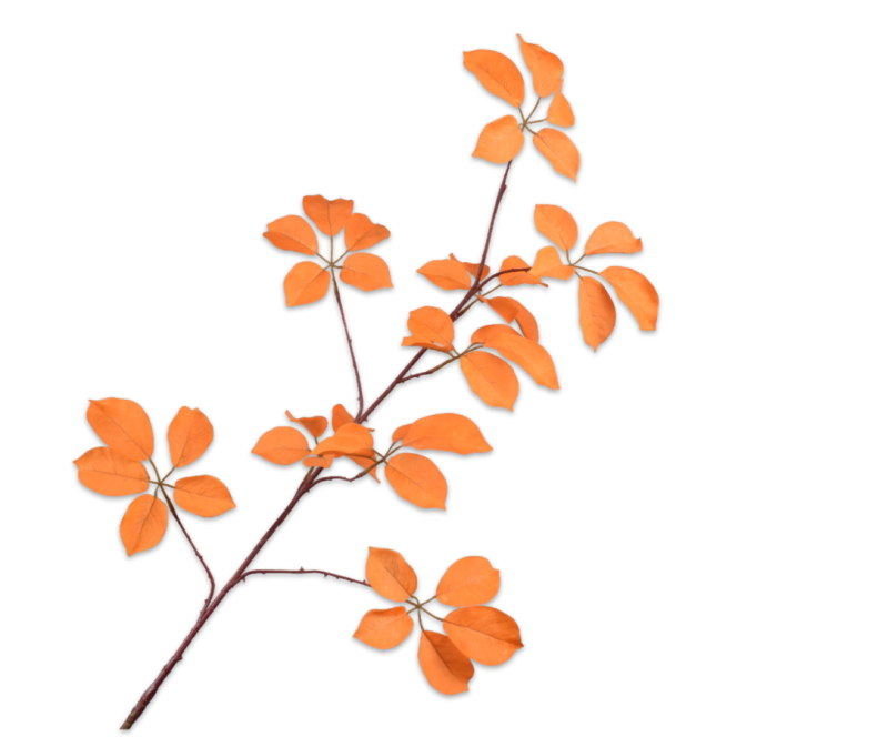 Bladtak oranje 124 cm