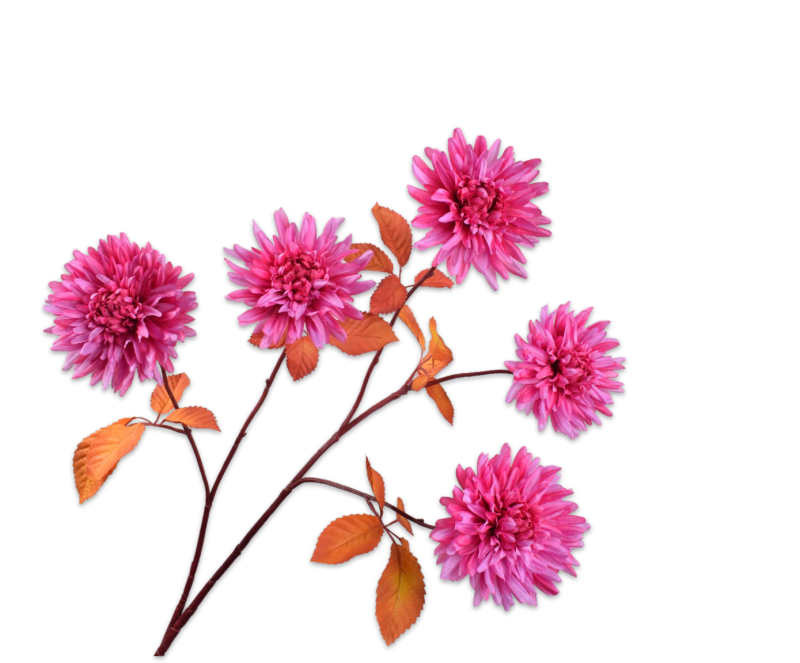 Chrysant roze 105 cm