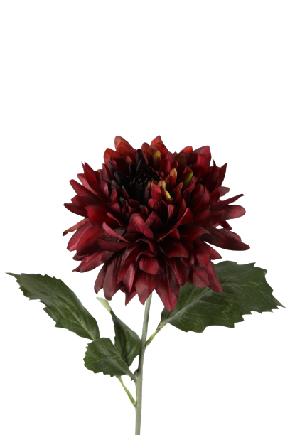 Dahlia groot