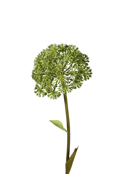 Allium groen 68 cm