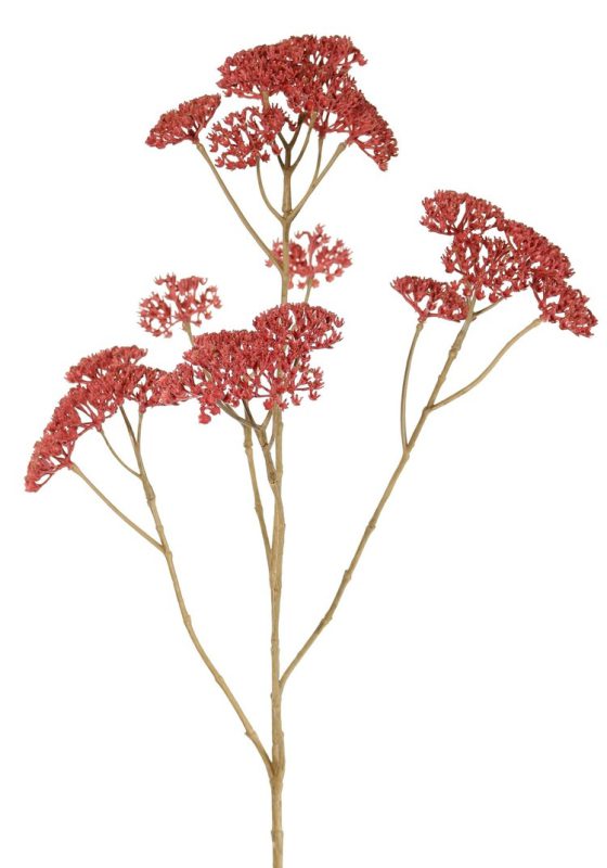 Duizendblad achillea roze 71 cm