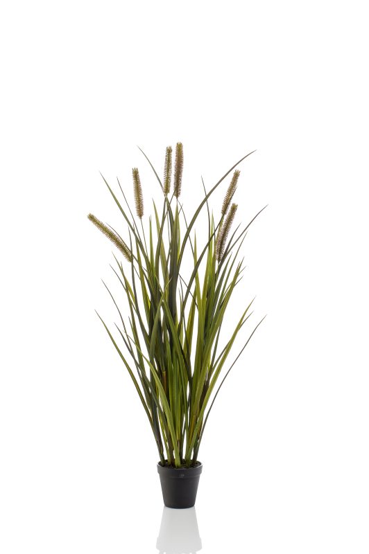Gras pluim plant H85 cm