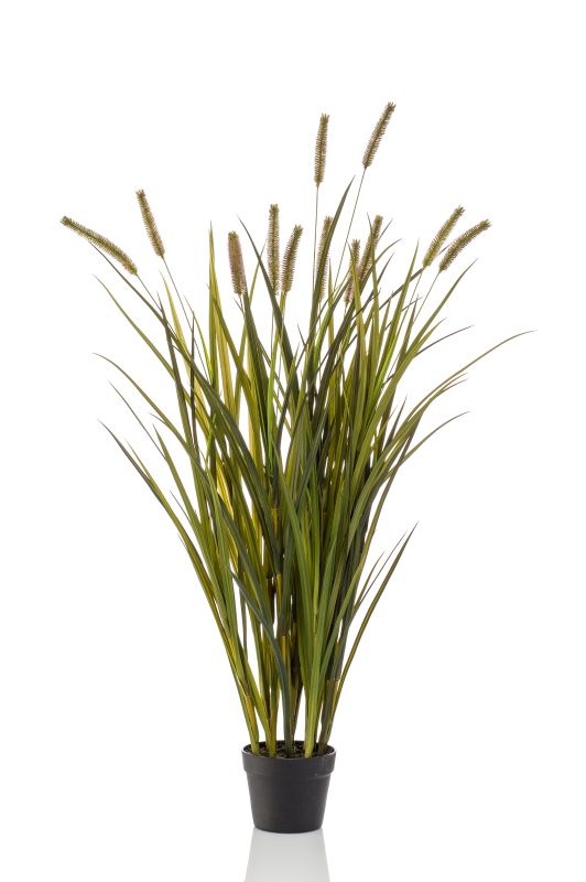 Gras pluim plant- H120 cm