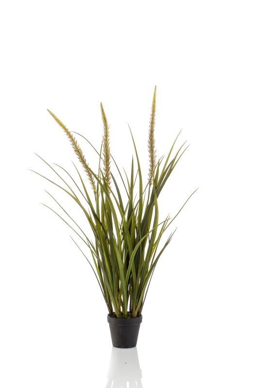 Gras smalle pluim plant- H90 cm