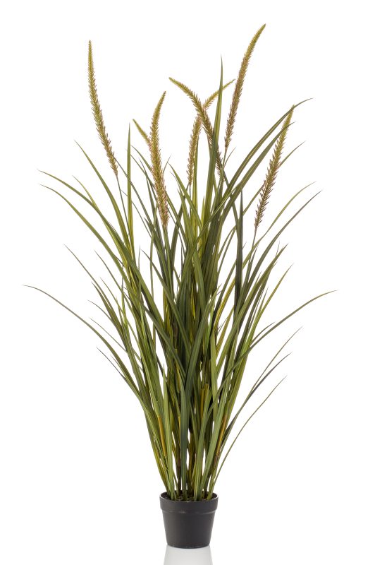Gras smalle pluim plant - H130 cm