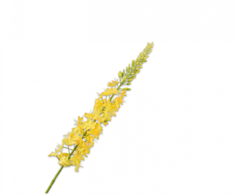 silkka eremurus