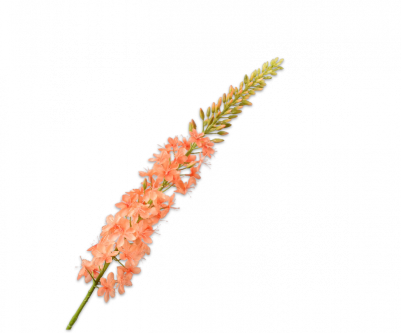 eremurus zalm silka