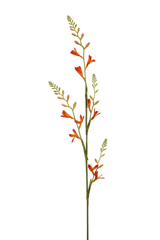 crocosmia oranje