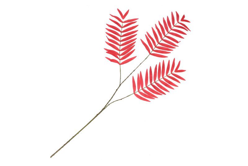 palm blad rood