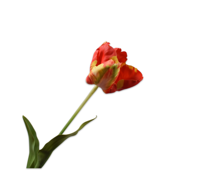 tulp rood
