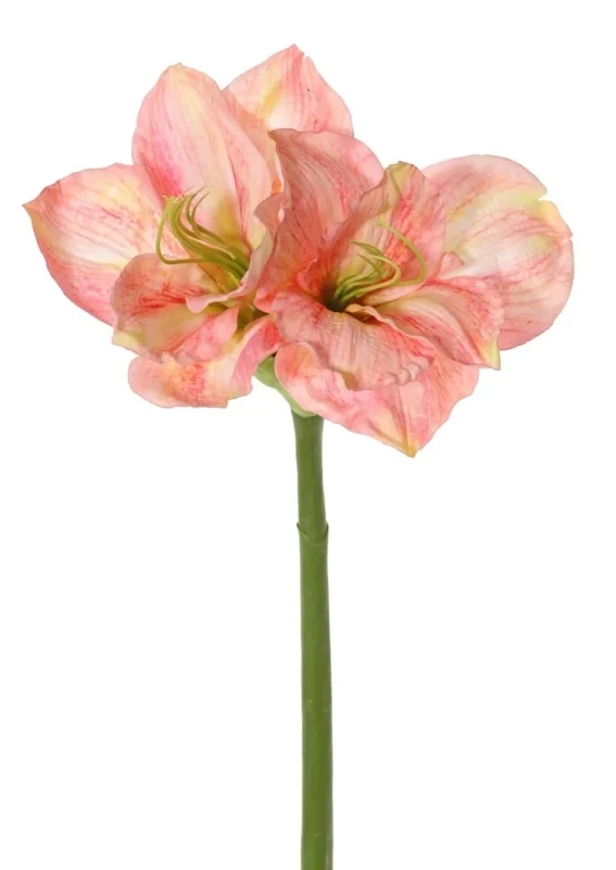 kunst amaryllis