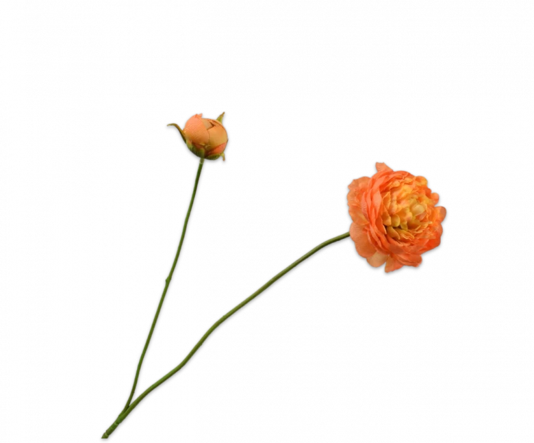 silkka oranje ranonkel