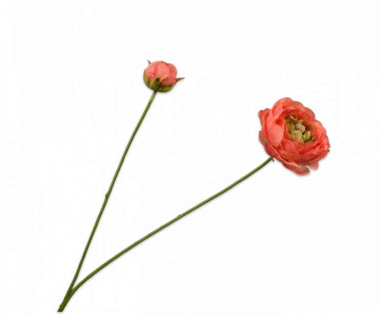 silkka ranonkel zalm