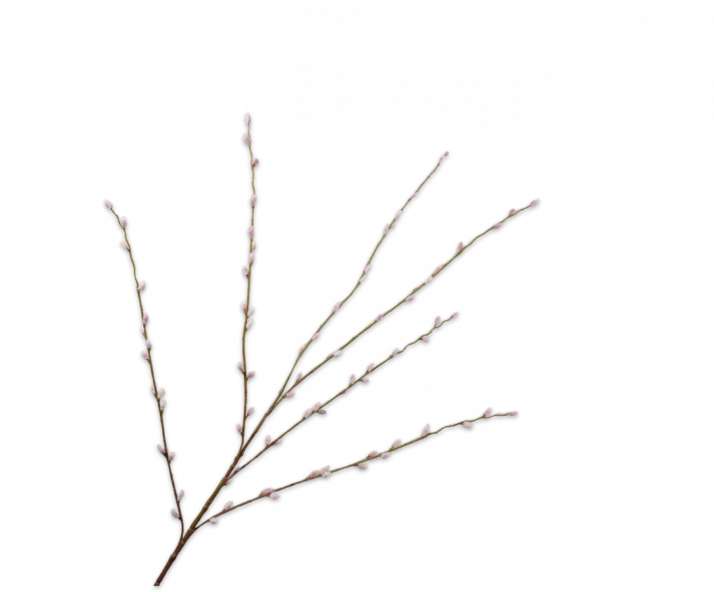 wilgentak katje silk-ka