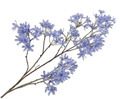 campanula tak licht blauw