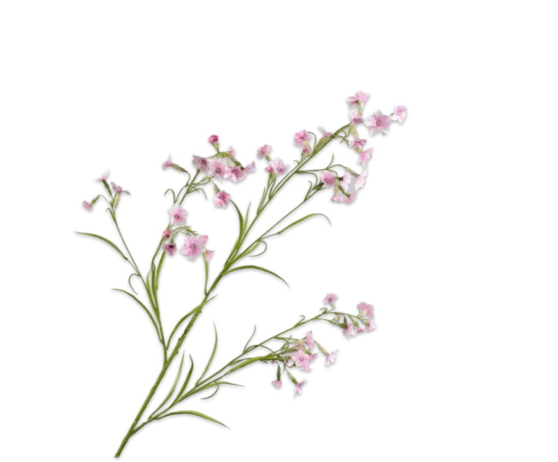nicotiana silkka